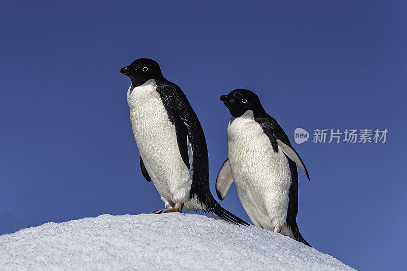 Adélie企鹅，Pygoscelis adelae，是一种在整个南极海岸和附近岛屿上常见的企鹅。恶魔岛;威德尔海;南极洲。